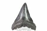 Fossil Megalodon Tooth - Georgia #151545-1